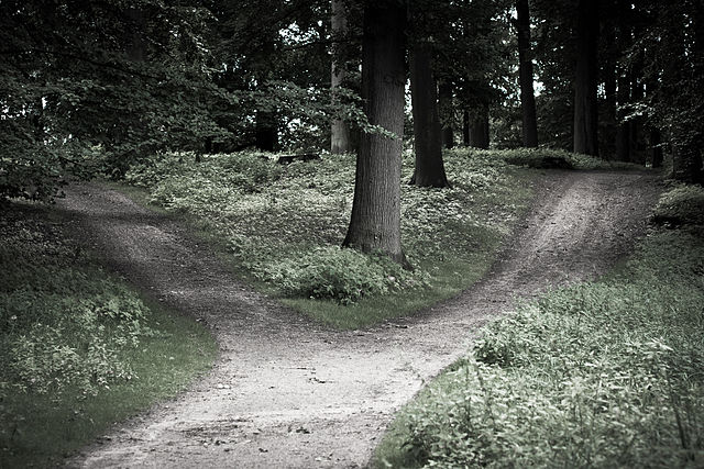 Forest with 2 crossroads